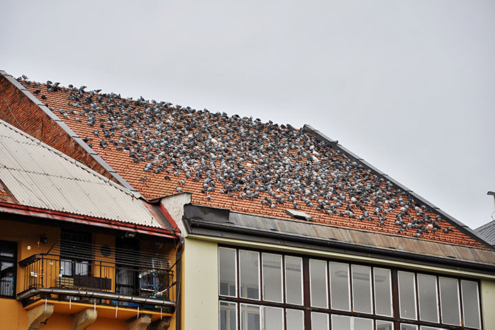 A2B Pest Control are able to install spikes to deter birds from roofs in Sydenham. 