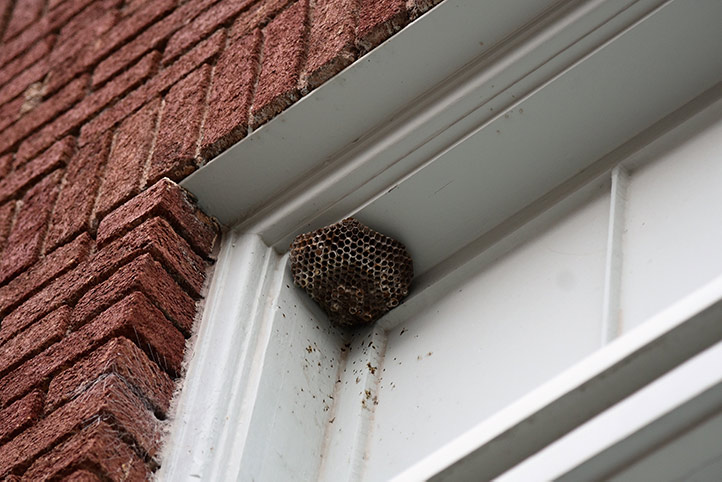 We provide a wasp nest removal service for domestic and commercial properties in Sydenham.